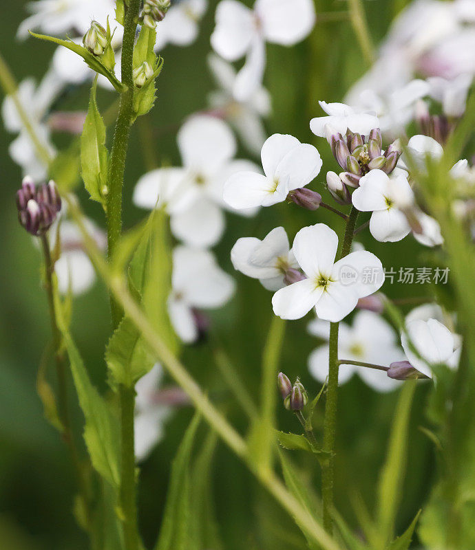 圣母的紫罗兰(Hesperis matronalis)